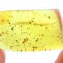 Rare Moth Fly With Six Eggs And Worker Ant In Dominican Amber