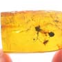 Rare Moth Fly With Bunch Of Egg In Dominican Amber