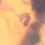 Rare Moth Fly With Bunch Of Egg In Dominican Amber