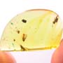 Rare Moth Fly With Bunch Of Eggs In Dominican Amber