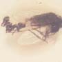 Rare Moth Fly With Bunch Of Eggs In Dominican Amber