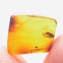 Rare Moth Fly With Bunch Of Eggs In Dominican Amber
