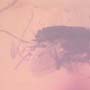 Rare Moth Fly With Bunch Of Eggs In Dominican Amber