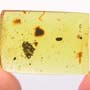 Rare Moth Fly With Bunch Of Eggs In Dominican Amber