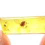 Rare Moth Fly With Bunch Of Eggs In Dominican Amber
