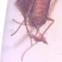 Rare Moth Fly With Bunch Of Eggs In Dominican Amber