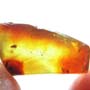Rare Moth Fly With Bunch Of Eggs In Dominican Amber