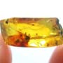 Rare Moth Fly With Bunch Of Eggs In Dominican Amber