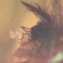 Rare Moth Fly With Bunch Of Eggs In Dominican Amber