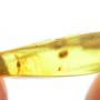 Rare Moth Fly With Bunch Of Eggs In Dominican Amber