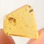 Rare Moth Fly With Eggs In Dominican Amber