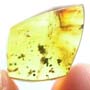 Rare Moth Fly With Eggs In Dominican Amber