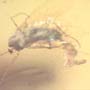 Rare Moth Fly With Eggs In Dominican Amber