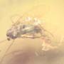 Rare Moth Fly With Eggs In Dominican Amber