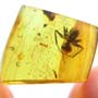 Rare Moth Fly With Mite Clinging On Its Abdomen And Big Black Worker Ant In Dominican Amber