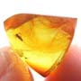 Rare Moth Fly With Unusual Thing In Dominican Amber