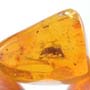 Rare Moth Fly With Mite Clinging On Its Body And Droplets In Dominican Amber