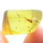 Rare Moth Fly With Mite Clinging On Its Wing In Dominican Amber
