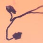 Rare Nice Flower, Flower Stamen And Larva In Dominican Amber