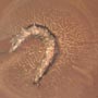 Rare Nice Flower, Flower Stamen And Larva In Dominican Amber