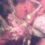 Rare Nice Spider, Two Worker Ants Clinging On Spider's Leg, Two Flowers With Nice Stamen And Flower Bud In Dominican Amber