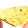 Rare Pedilid Beetle In Web In Dominican Amber