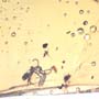 Rare Pedilid Beetle In Web In Dominican Amber