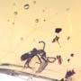 Rare Pedilid Beetle In Web In Dominican Amber