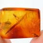 Rare Perfect Pseudoscorpion And Sand Fly In Dominican Amber