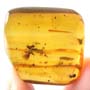 Rare Plant With Thorns And Worker Ant In Dominican Amber