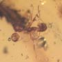 Rare Plant With Thorns And Worker Ant In Dominican Amber.