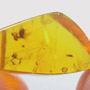 Rare Pseudoscorpion, Moth Fly And Psocid And Black Scavenger Fly In Dominican Amber