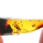 Rare Pseudoscorpion, Spider And Planthpper In Dominican Amber.