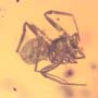 Rare Pseudoscorpion, Spider And Planthpper In Dominican Amber