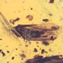 Rare Pseudoscorpion, Spider And Planthpper In Dominican Amber