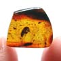 Rare Queen Ant Biting Mealy Bug In Dominican Amber