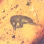 Rare Queen Ant Biting Mealy Bug In Dominican Amber