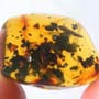 Rare Queen Ant With Something On Its Mouth In Dominican Amber