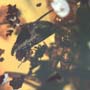 Rare Queen Ant With Something On Its Mouth In Dominican Amber