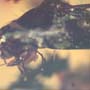 Rare Queen Ant With Something On Its Mouth In Dominican Amber