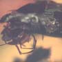 Rare Queen Ant With Something On Its Mouth In Dominican Amber