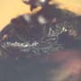 Rare Queen Ant With Something On Its Mouth In Dominican Amber