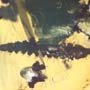 Rare Queen Ant With Something On Its Mouth In Dominican Amber