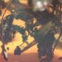 Rare Queen Ant With Something On Its Mouth In Dominican Amber