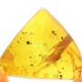 Rare Sand Fly With One Egg In Dominican Amber