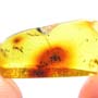 Rare Scelionid Wasp With Gall Midge On Its Head In Dominican Amber.