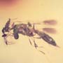 Rare Scelionid Wasp With Gall Midge On Its Head In Dominican Amber.