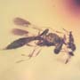 Rare Scelionid Wasp With Gall Midge On Its Head In Dominican Amber.