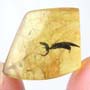 Rare Scuttle Fly And Three Unusual Flower Stamen In Dominican Amber