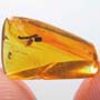 Rare Scuttle Fly Clinging On A Twig In Dominican Amber